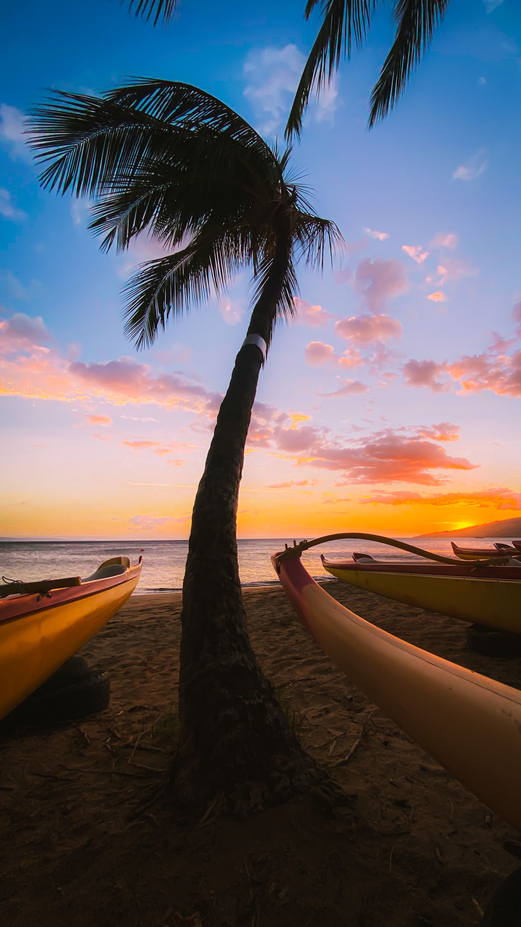 Maui Palms