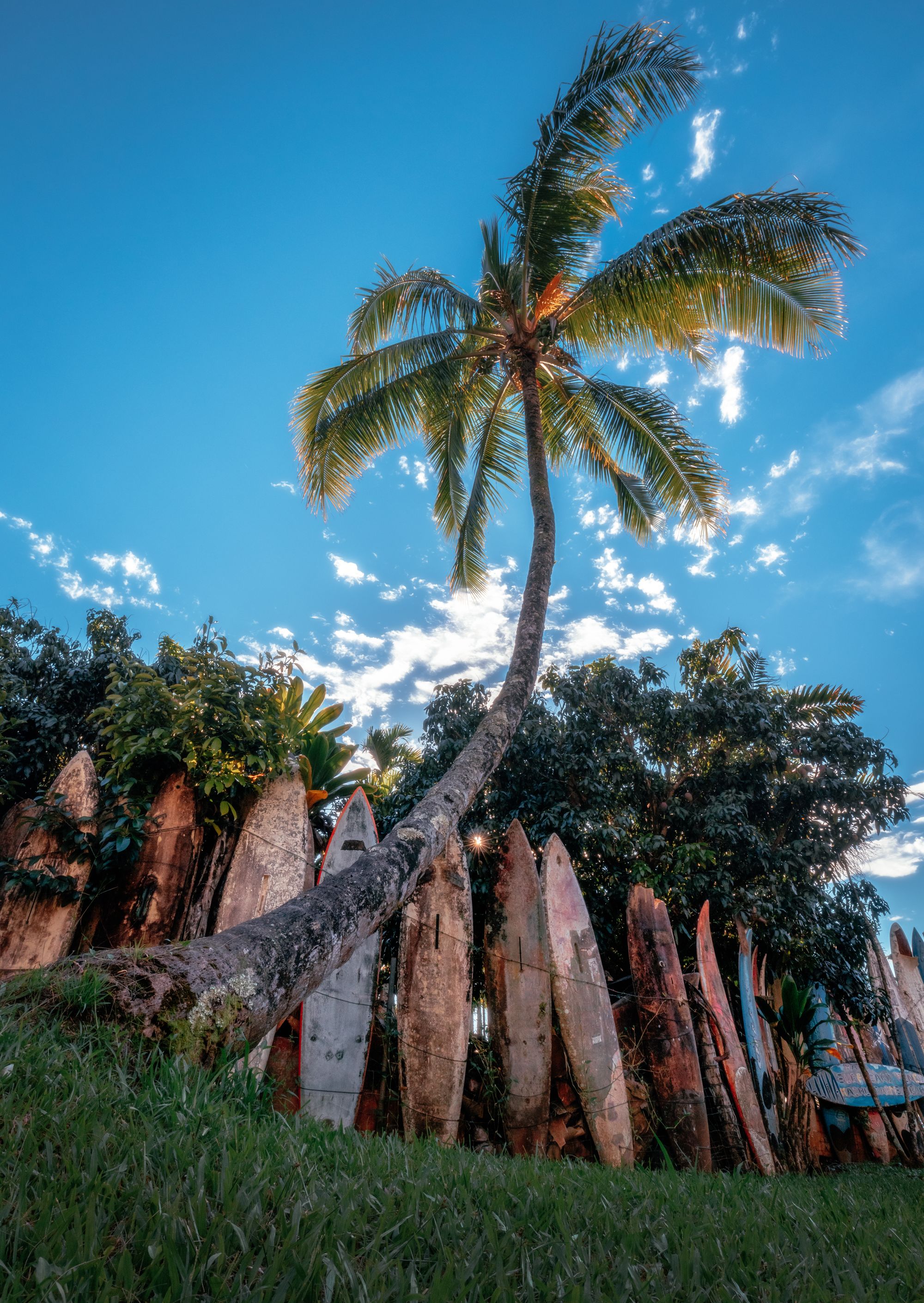 Surfboards and a curvy palm